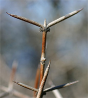 Matagouri