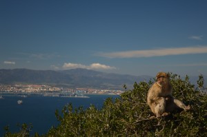 Gibraltar's famous Barbary Macaque