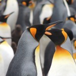 King penguins on the Falkland Islands.