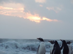 Gentoo penguins at sunrise.