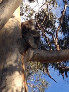 Koalas at Raymond Island