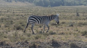 Zebra spotting while biking through hells gate national.
